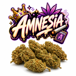 AMNESIA